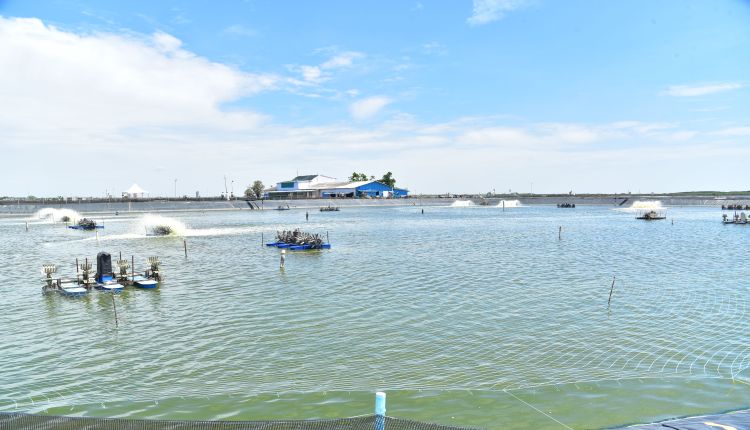 How AI is helping 4200+ fish and shrimp farmers in Andhra, Tamil Nadu ...